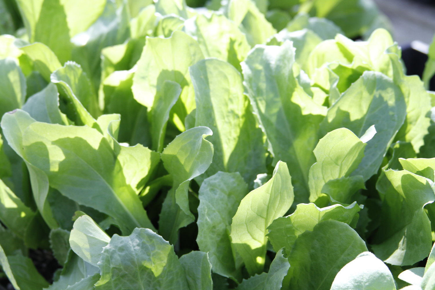 What Herbs and Vegetables grow in Shade?